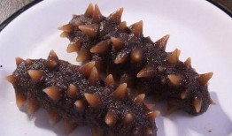 海参最新爆料图片,探寻海洋珍馐的神秘面纱