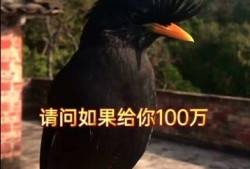 比鸟在线观看,探索云端鸟类的精彩世界