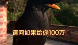 比鸟在线观看,探索云端鸟类的精彩世界