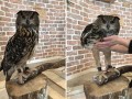 黑哥爆料猫头鹰真实视频,猫头鹰真实视频首度曝光，神秘生物神秘面纱揭开