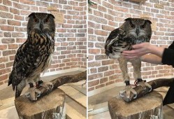黑哥爆料猫头鹰真实视频,猫头鹰真实视频首度曝光，神秘生物神秘面纱揭开