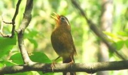 比鸟在线观看,探索云端鸟类的精彩世界