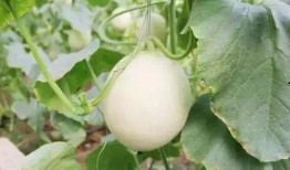 唐县网红的吃瓜事件,揭秘网络舆论背后的真相