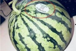 滨州吃瓜网红是谁,网络红人背后的故事