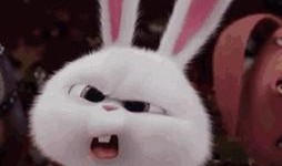 兔子爆料博主视频大全,揭秘博主视频大全背后的精彩故事