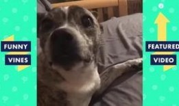 抖音幽默爆料视频大全最新,幽默爆料视频大盘点，笑出腹肌的欢乐时光！