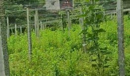 吃瓜网站在线免费吃瓜,免费在线吃瓜，尽在吃瓜网站