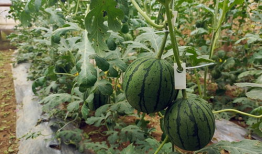 连云港小网红吃瓜事件,网络舆论的发酵与反思