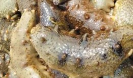 海参哥最新爆料图片,最新爆料图片背后的惊人真相