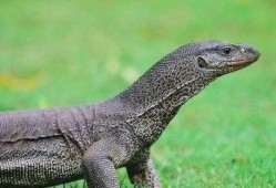 印度巨蜥爆料视频大全,揭秘神秘生物全纪录