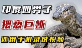 印度巨蜥爆料视频大全,揭秘神秘生物全纪录